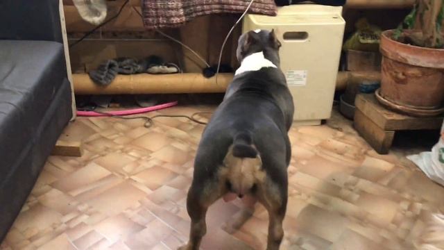 Американские булли, дом в крыму, щенки тибетского мастифа в Новости 07 декабря 2021 года смотреть онлайн