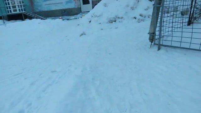 7 января 2024 года. Шарик в обновках, купил ему ботиночки. смотреть онлайн