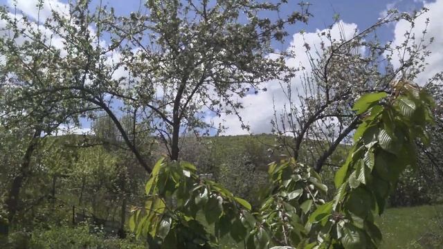 ОБЗОР ЛЕТНЕЙ ДАЧИ С УЧАСТКОМ И ВИДОМ НА ЛЕС В МРАМОРНОМ. СВЕТ.ВОДА. ЕСТЬ ПЕЧКА.РЯДОМ ОСТАНОВКА.Крым смотреть онлайн