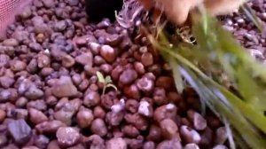 Аквапоника2