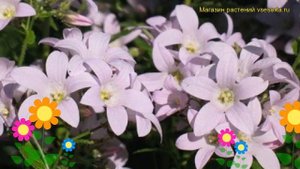 Колокольчик молочноцветковый Лоддон Энна. Краткий обзор, описание campanula lactiflora Loddon Anna