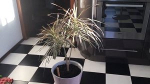 Драцена окаймленная