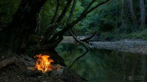 Антуриум болезни и вредители