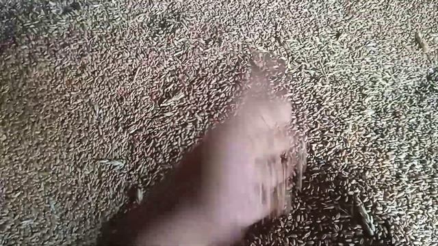 Цена на ячмень, пшеницу. Цены немного подымаюся.