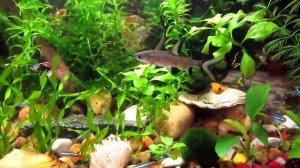 Аквариум 25 л (aquarium 25 l)