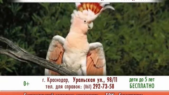 Выставка попугаев
