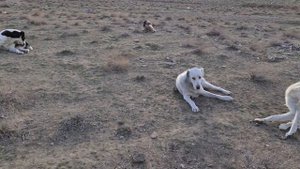 юный чабан и его банда! Туркменский Волкодав - Turkmen Alabay