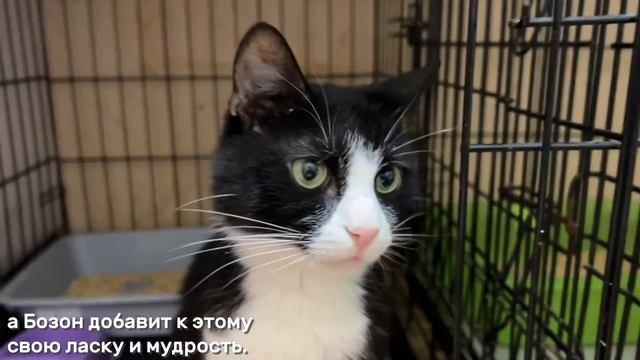 БОЗОН смотреть онлайн