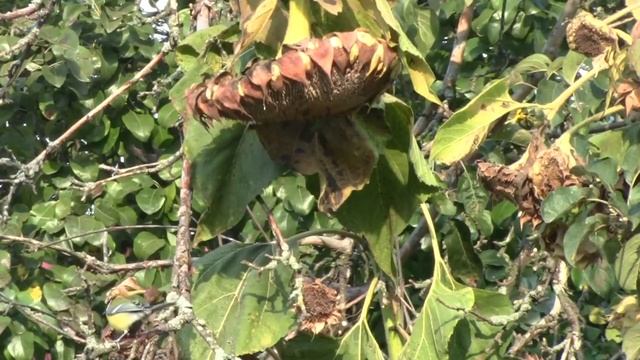 птица синица смотреть онлайн