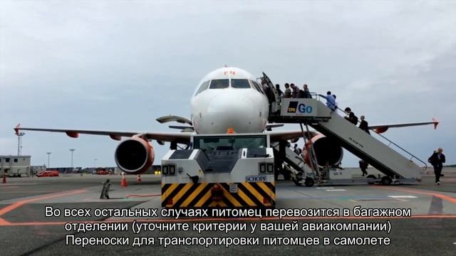 Как перевозить собаку в самолете? смотреть онлайн