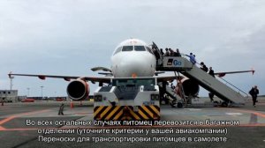 Как перевозить собаку в самолете?