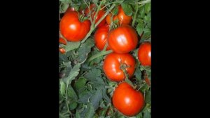 Самый лучший томат в мире 2023 г.!!! Высокоурожайный, сладкий и вкусный томат АНИТА!!!