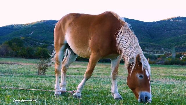 Сборник Лучших Мелодий От Которых Мурашки По Телу. Самая Красивая Мелодия В Мире Сергей Грищук смотреть онлайн