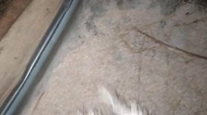 Чем кормить овцу, чтобы молоко было много ??? //))))) ///))