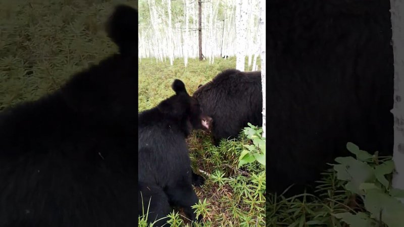 Дуся и скорая помощь. #медведь #bear