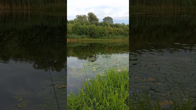 Озеро Дубровенка  Смоленск.