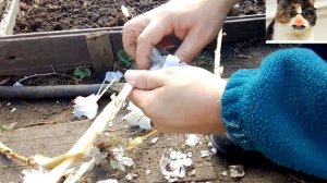 Как сажать чеснок под зиму. Посадка чеснока в открытый грунт
