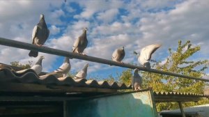 Кормлю и первая пара почтовых голубей снесла яйца/The first eggs of carrier pigeons