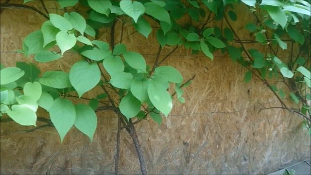 Актинидия смотреть онлайн