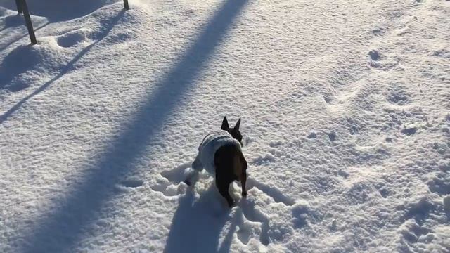 Вот и весна) Солнечная прогулка цвергпинчера и кормление рыб) смотреть онлайн