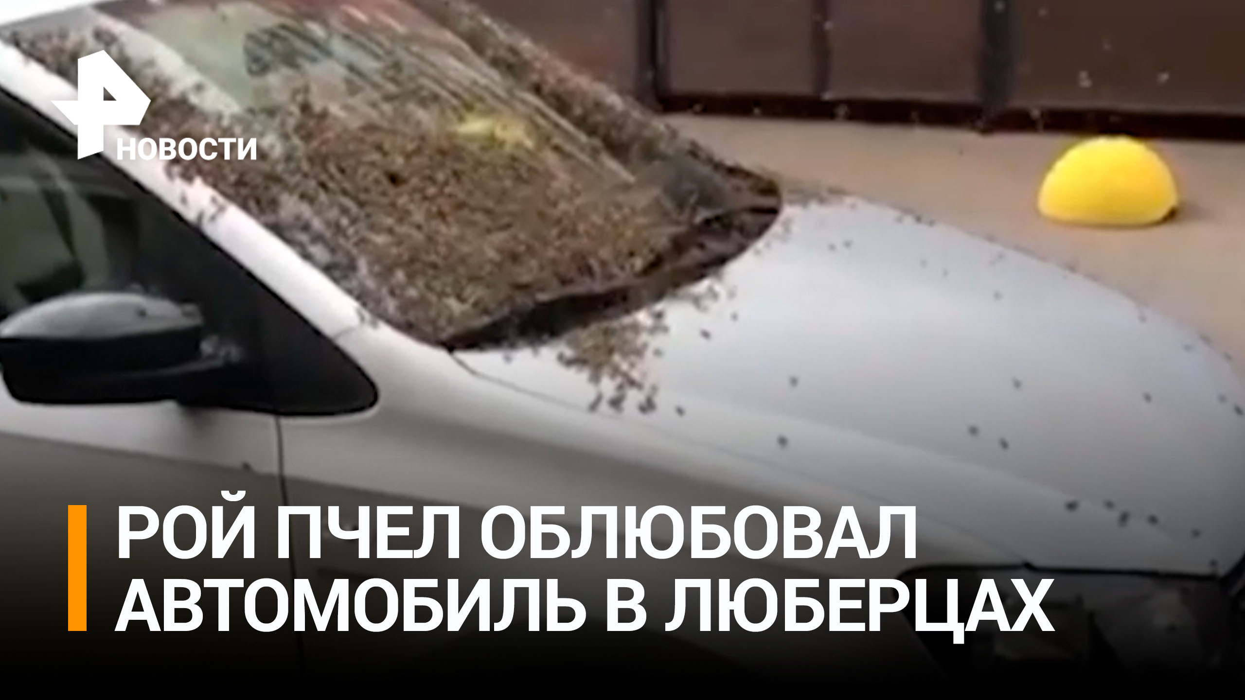 Пчелы устроили рой под капотом авто / РЕН Новости