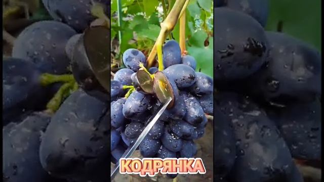 Виноград Кодрянка