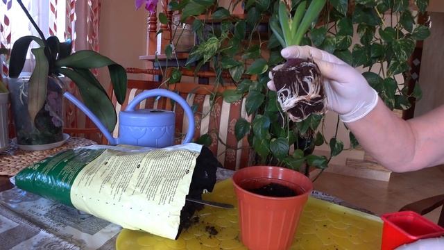 Комнатные Цветы. ГИАЦИНТ Восточный. смотреть онлайн