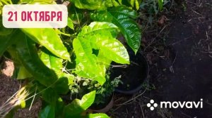 #пассифлораэдулисфредерик Пассифлора Эдулис Фредерик  съедобная(Маракуйя) самоплодная.эдулис