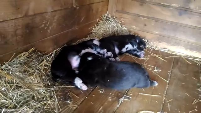 Щенки Алабая,12 дней. смотреть онлайн