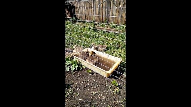 Первое купание гусят в 18 дней смотреть онлайн