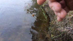 Ловля хариуса на кораблик"Катюша"#Река #Хариус #Кораблик #ОтдыхКарелия #РыболовныйГид #ВодомётПорог