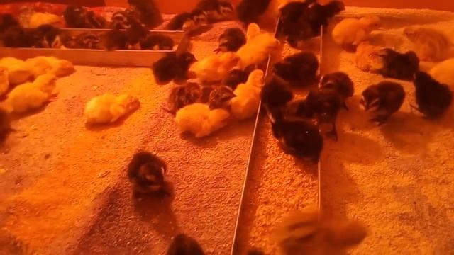 Московский черный перепел Смокинговый бройлер вес до 600 грамм Техасцы Фараоны Фениксы смотреть онлайн