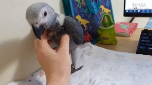 Попугай жако || Впечатление первой недели с птенцом