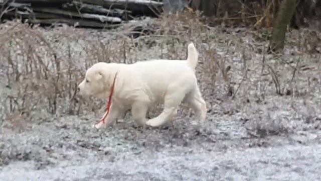 Щенок алабая Идиллия Кара Юлдуз 1 месяц 12 дней. На льду. смотреть онлайн