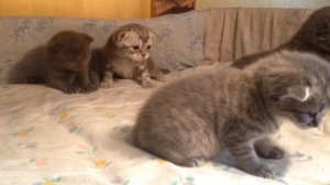 Котята учатся ходить и сидеть. Нашим шотландским вислоухим котятам 18 дней. Шотландская вислоухая.