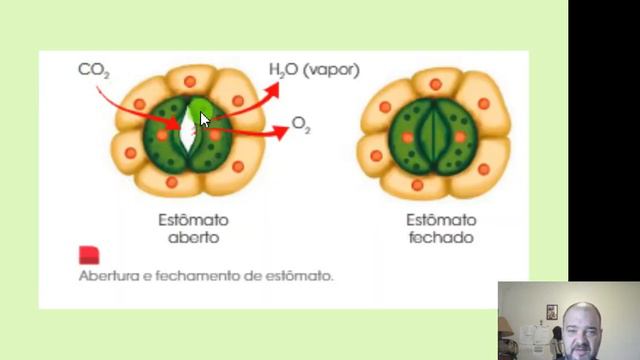 Pteridófitas смотреть онлайн