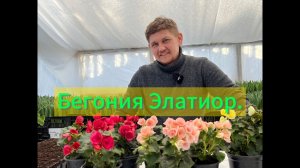 Бегония элатиор размножение