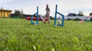 Бордер колли 4 месяца | Щенок | Border Collie 4 months | puppy | Дрессировка щенка