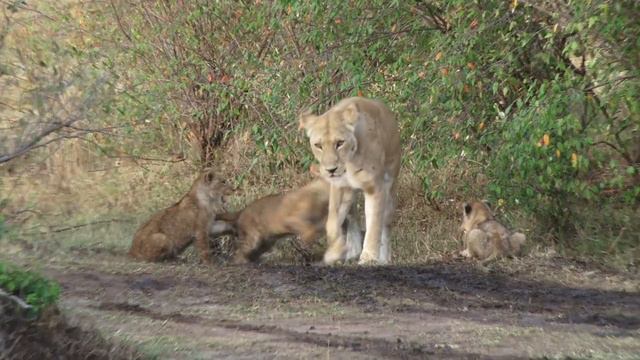 Lion Cubs Behold the Cuteness of Cub Cuties: as They Romp Around смотреть онлайн