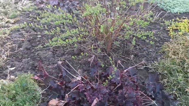 ОБЗОР МОЕГО ДВОРИКА НА КОНЕЦ АПРЕЛЯ. смотреть онлайн