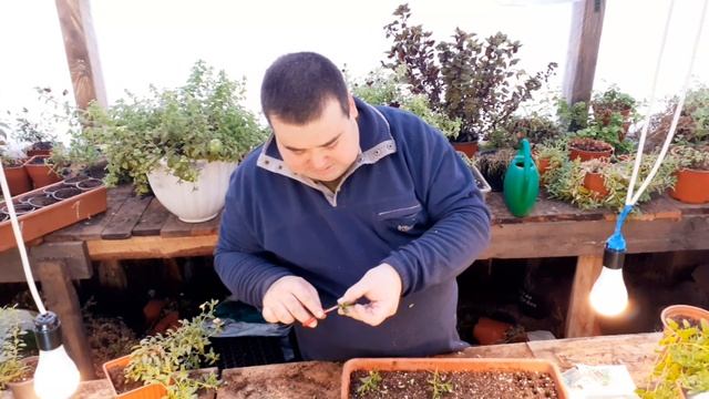 Калибрахоа: черенкование,перевалка в горшок.