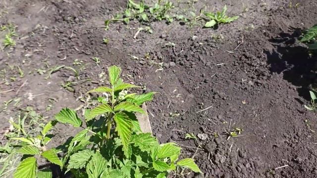 Весенняя обработка ремонтантной малины и малинного дерева смотреть онлайн