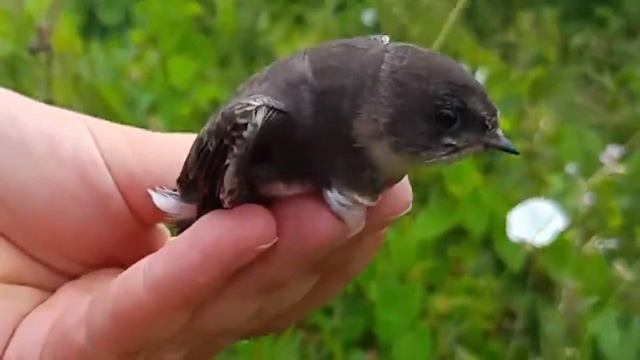 Почему Растения Начали Есть Животных смотреть онлайн