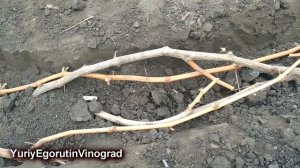 ? КАК УКРЫТЬ ВИНОГРАД НА ЗИМУ. 30 летний ОПЫТ. САМЫЙ ПРОСТОЙ СПОСОБ. Укрытие винограда землей.