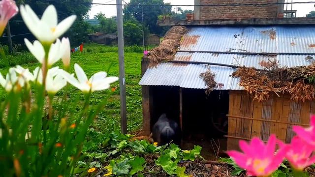 Pink Lily Flower || Flower Status || Lily Whatsapp status || Nature video || @Ashishkumar-tw5ls смотреть онлайн