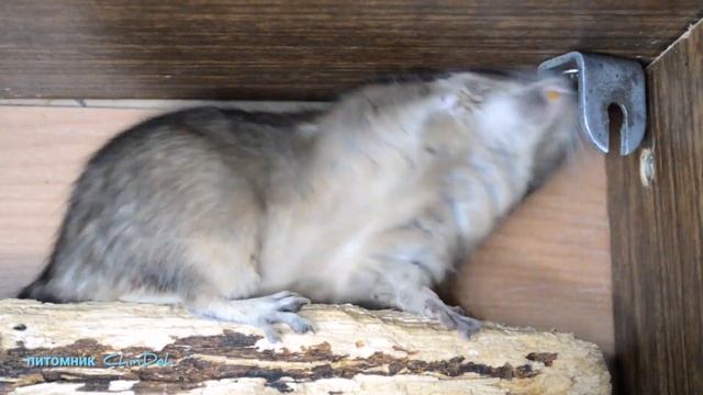 Дегу и уголок смотреть онлайн