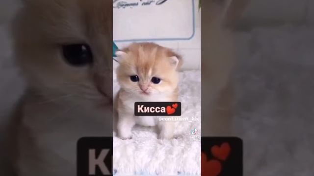 Как можно назвать кошку? Tik Tok