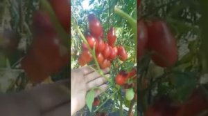 Сорт томата "Сказочный ангел"