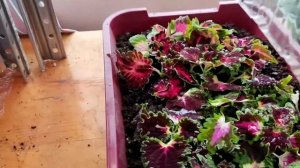 Колеусы зимой в помещении. Сохранение и черенкование, условия содержания