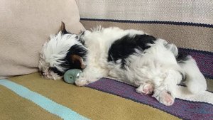 Щенок бивер йорк  Офелия